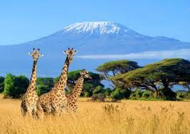 mout kilimanjaro with Shaka Adventure