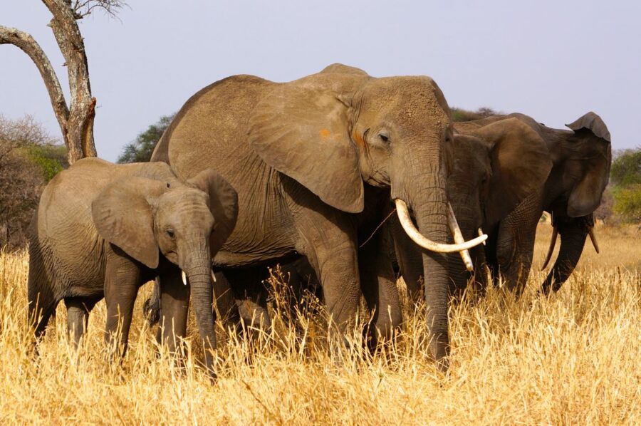 tembo 2